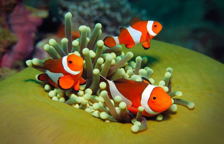1844cac4_slider-2-oceanpass.jpg.800x800_q85